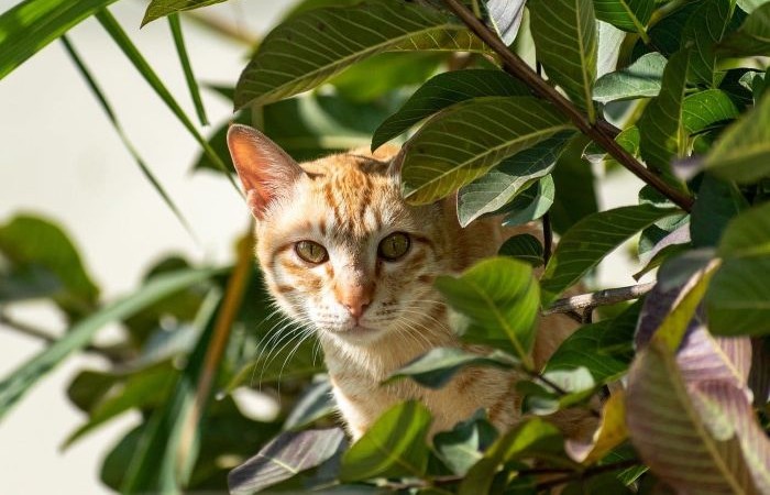 animo de ocultacion multa no declarar rentas de arrendamiento